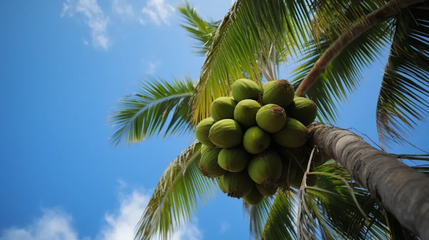 品味椰香，健康相伴——椰子食品消費提示
